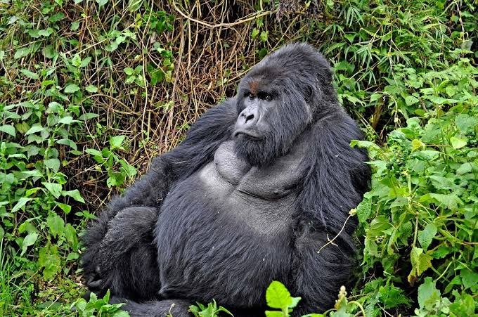 RDC/Parc national de Virunga: une clôture électrique érigée