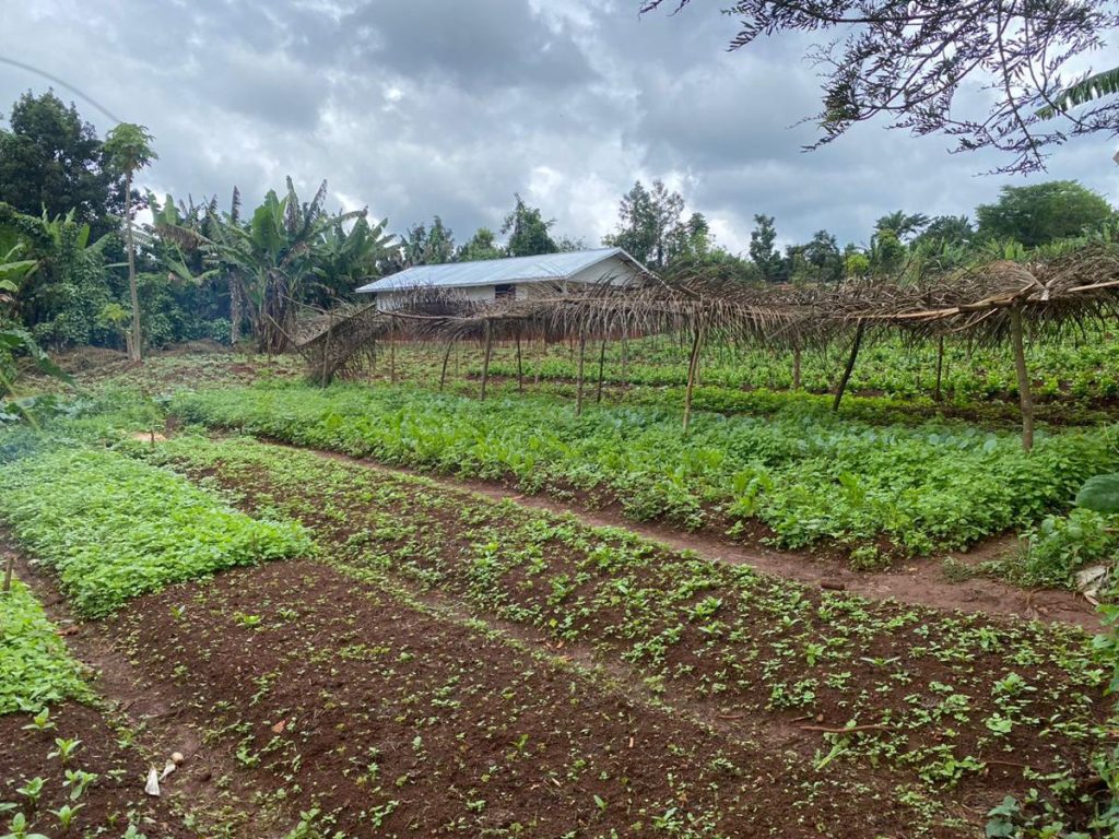 Nord-Kivu: la situation sécuritaire impacte négativement sur la production agricole